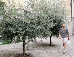 Querce, cedri e Piantone
Sfida finale  Zanzi-Clerici