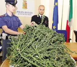 Quindici chili di marija in casa
In manette due spacciatori