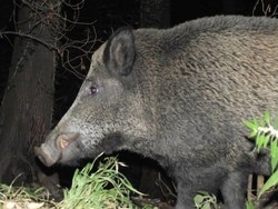 Sacro Monte senza più Pippo
Ma arrivano le volpi e i tassi