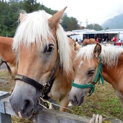 Sottrae 7 milioni di riscossioni
E si compra un ranch a Varese