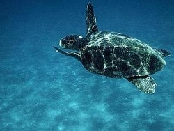Le tartarughe marine hanno un “gps” per orientarsi