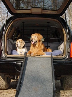 Anche “Fido” va in vacanza E c’&egrave; chi sta con il dog-cat sitter