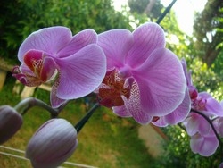 Un’orchidea per i bimbi
Solidarietà in piazza a Varese