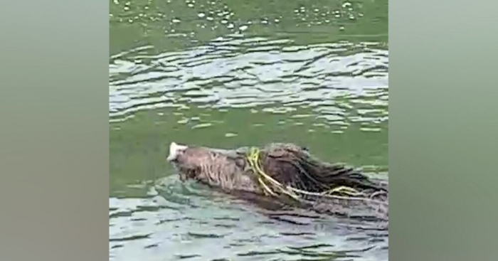 Un cinghiale nel canale in Liguria, turista varesina assiste alla scena: l’animale sbrana una papera