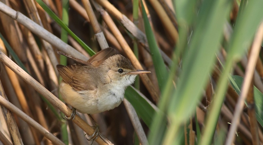 Un concerto sul canto degli uccelli così l'Insubria apre il Congresso