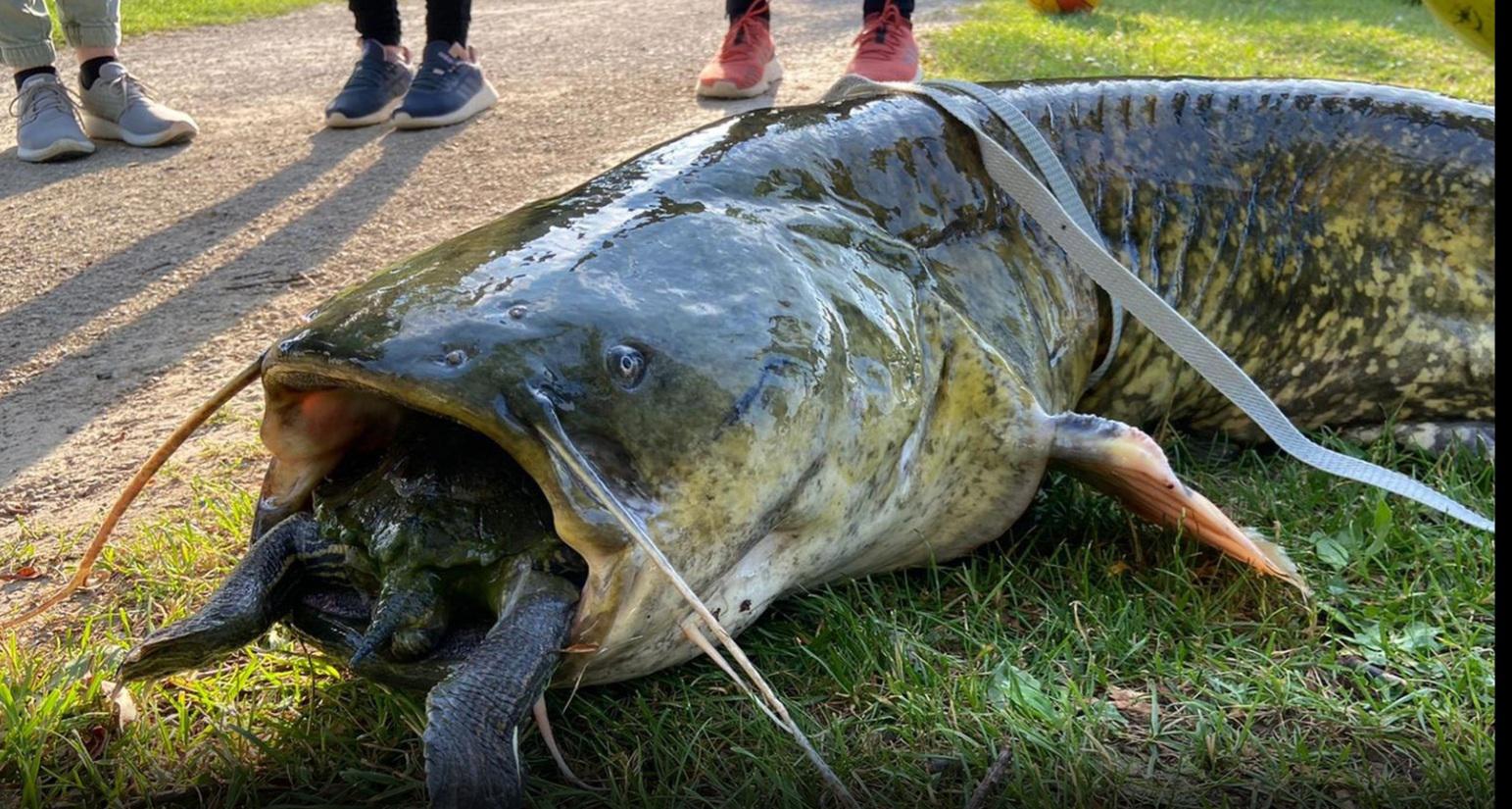 Gigante delle acque siluro di 80 chili pescato nel lago di Varese La
