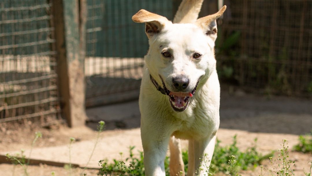 I Padroni Dei Cani Stiano Attenti. Devono Pulire Con L’acqua