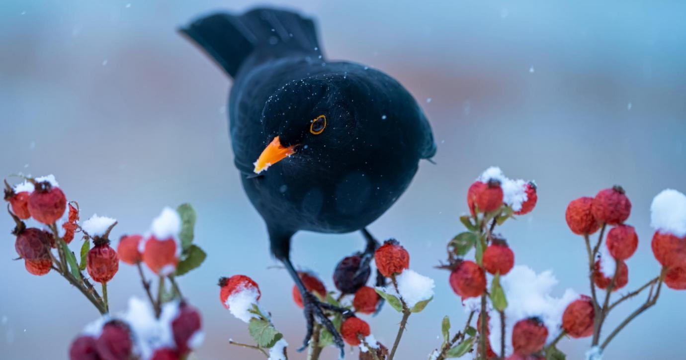 I Giorni della Merla non sono più quelli di una volta - La Provincia Di ...