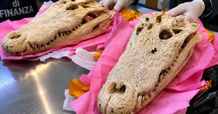 Malpensa, sequestrati due teschi di coccodrillo siamese provenienti dalla Cambogia
