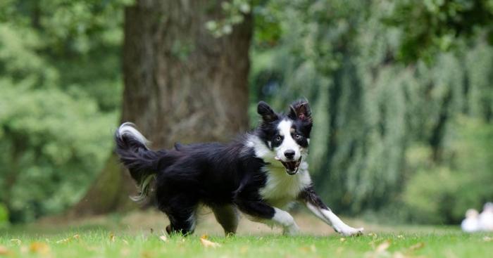 Gallarate investe sugli amici a quattro zampe: in arrivo sei nuove aree cani nei quartieri
