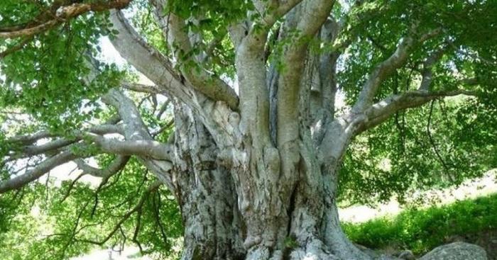 Alberi monumentali, la Lombardia sfiora quota 500: Varese resta a 239 esemplari