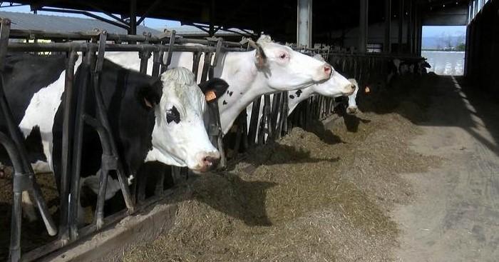 Caldo e siccità mettono in allarme le campagne lombarde: soffrono allevamenti e coltivazioni