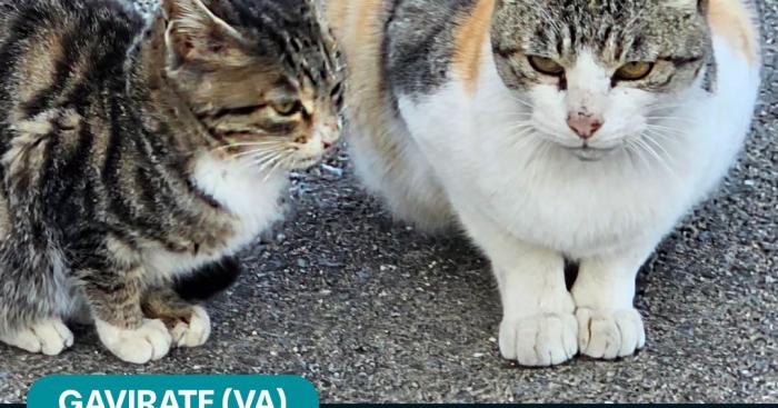 Gatti uccisi nella colonia di Gavirate: scatta la denuncia per gli autori dei maltrattamenti
