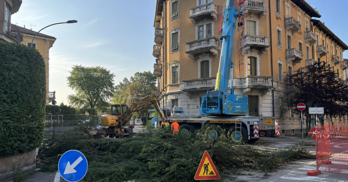 Cedri secolari di Varese, appello per fermare gli abbattimenti: “Sospendete i lavori e salviamo gli ultimi tre alberi”