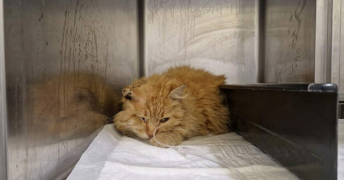 Gavirate, orrore nella colonia felina: gatto torturato e bruciato vivo. È il secondo episodio in pochi giorni