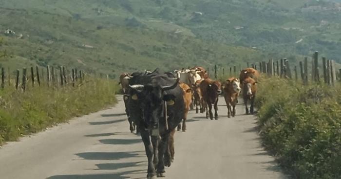 Transumanza in provincia di Varese, nuove linee guida per la sicurezza e la gestione delle greggi