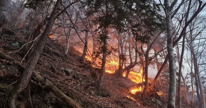 Caldo estremo e boschi sotto pressione: doppio allarme tra incendi e siccità, cresce la preoccupazione a Tradate