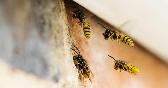 Punto da uno sciame di vespe, va in shock anafilattico mentre guida: chiarita la dinamica del soccorso ad Azzate