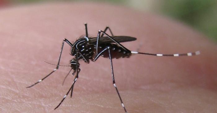 Due casi di Dengue a Busto Arsizio, scatta la disinfestazione straordinaria: ecco le zone interessate