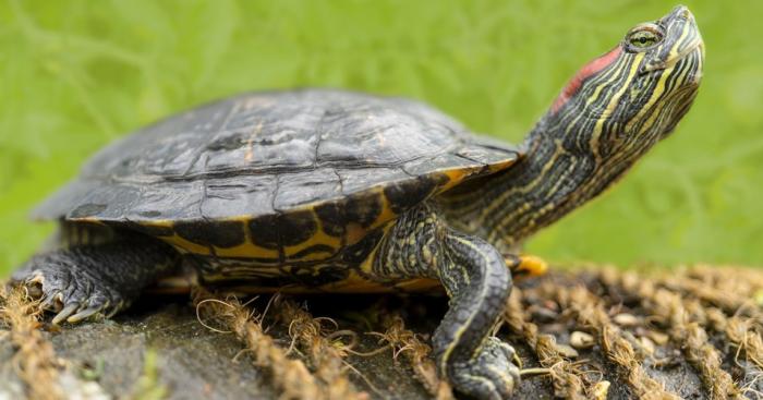 Lago di Ghirla, parte il piano contro le testuggini aliene: al via lo studio per salvaguardare la biodiversità