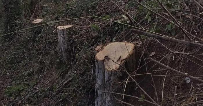 Laveno Mombello, venti alberi saranno abbattuti: «Una scelta necessaria per la sicurezza»