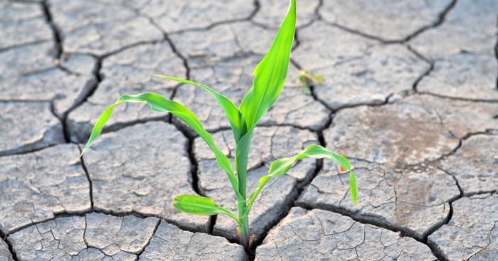 Caldo estremo, il conto arriva all’economia: in Italia il cambiamento climatico può costare il 6% del PIL
