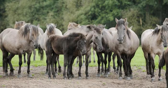 Monte Generoso, famiglia aggredita da un branco di cavalli: soccorsi con l’elicottero