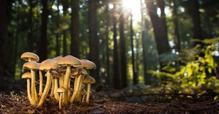Funghi raccolti nei boschi? Torna il servizio gratuito di ATS Insubria per verificarne la commestibilità