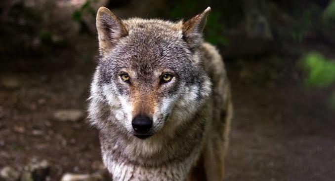 Lupo, nuova predazione in Ticino: l’allarme arriva fino al Luinese