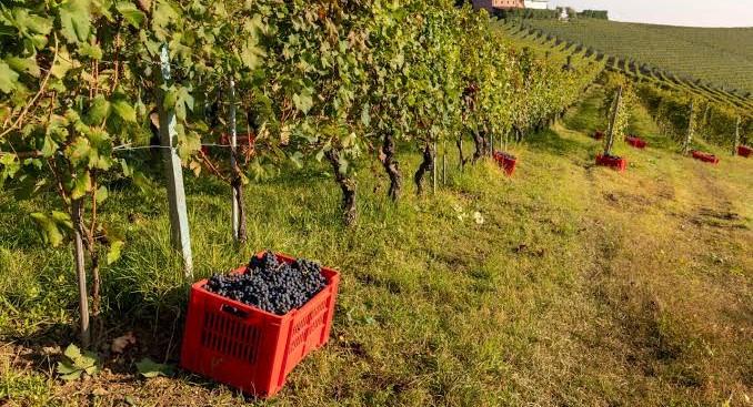 Vendemmia in anticipo nel Varesotto: il caldo cambia tempi e raccolti