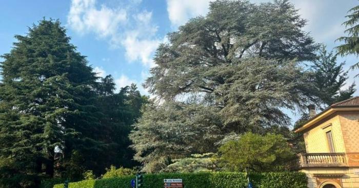 Varese, oggi la prova decisiva per i tre cedri secolari di viale Aguggiari