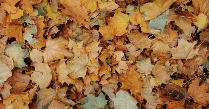 Brinzio celebra l’autunno: tre giorni di festa tra cucina, concerti e visite al borgo