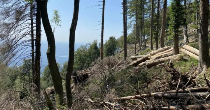 Campo dei Fiori, a Luvinate 384 nuovi alberi per ricostruire il bosco ferito