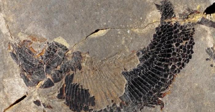 Dal mare tropicale al Varesotto di oggi: scoperta una specie di pesce vissuta 240 milioni di anni fa