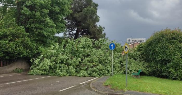 Somma Lombardo, dopo i nubifragi il Comune richiama i proprietari: «Controllate alberi e siepi»