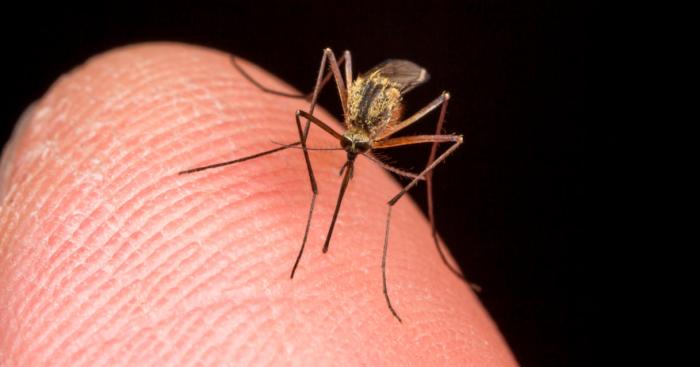 West Nile, Malnate corre ai ripari: pastiglie antilarviche gratis per i cittadini
