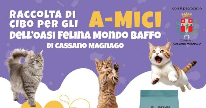 Cassano Magnago, torna la raccolta solidale per i gatti: cibo e accessori per l’oasi felina