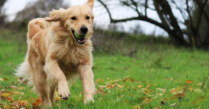 Busto Arsizio, due nuove aree cani nei parchi cittadini: al via anche la manutenzione di quelle esistenti