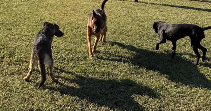 Varese, via libera al nuovo polo per gli animali a Bizzozero: canile, gattile e centro per la fauna selvatica